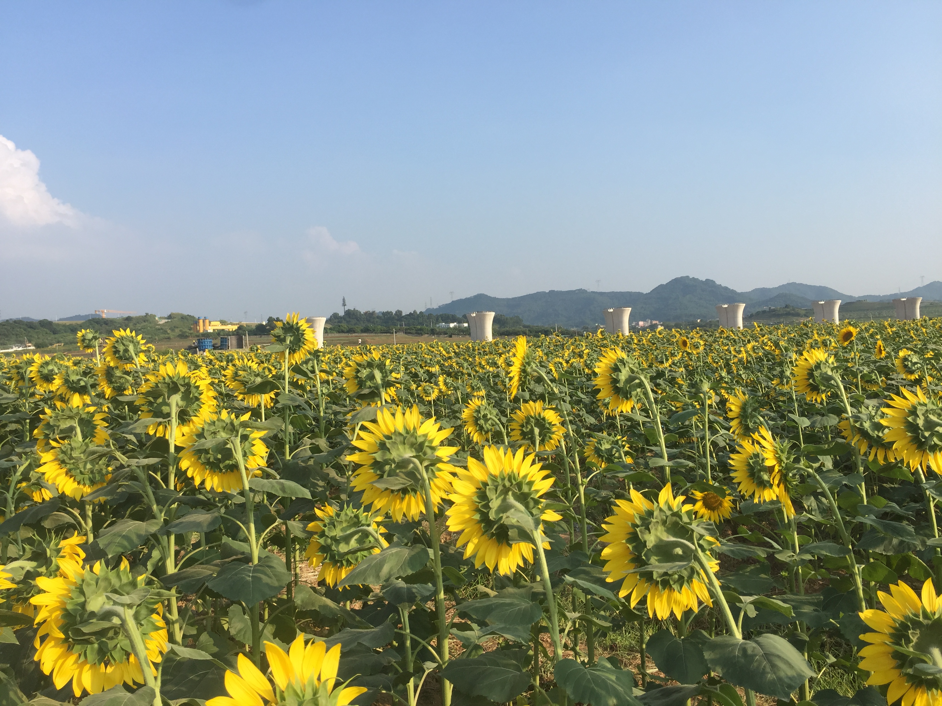 光明小镇·欢乐田园——这里的稻田艺术与花海美翻了~