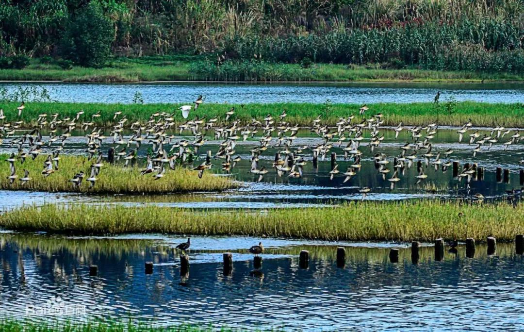 这个“国字号”自然保护地——华侨城湿地公园，秋季亲子游好去处