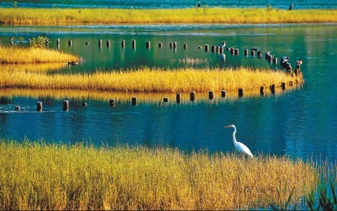 这个“国字号”自然保护地——华侨城湿地公园，秋季亲子游好去处