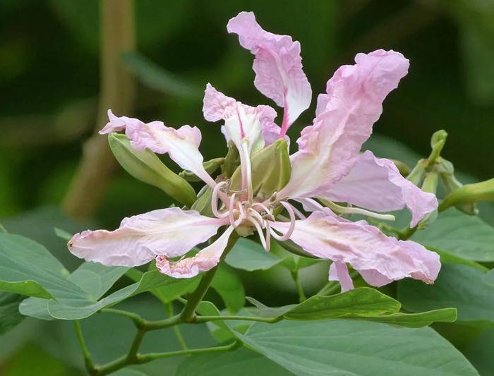 【十一月花历】你在北方的风中裹棉衣，我在深圳的暖阳里赏花海！