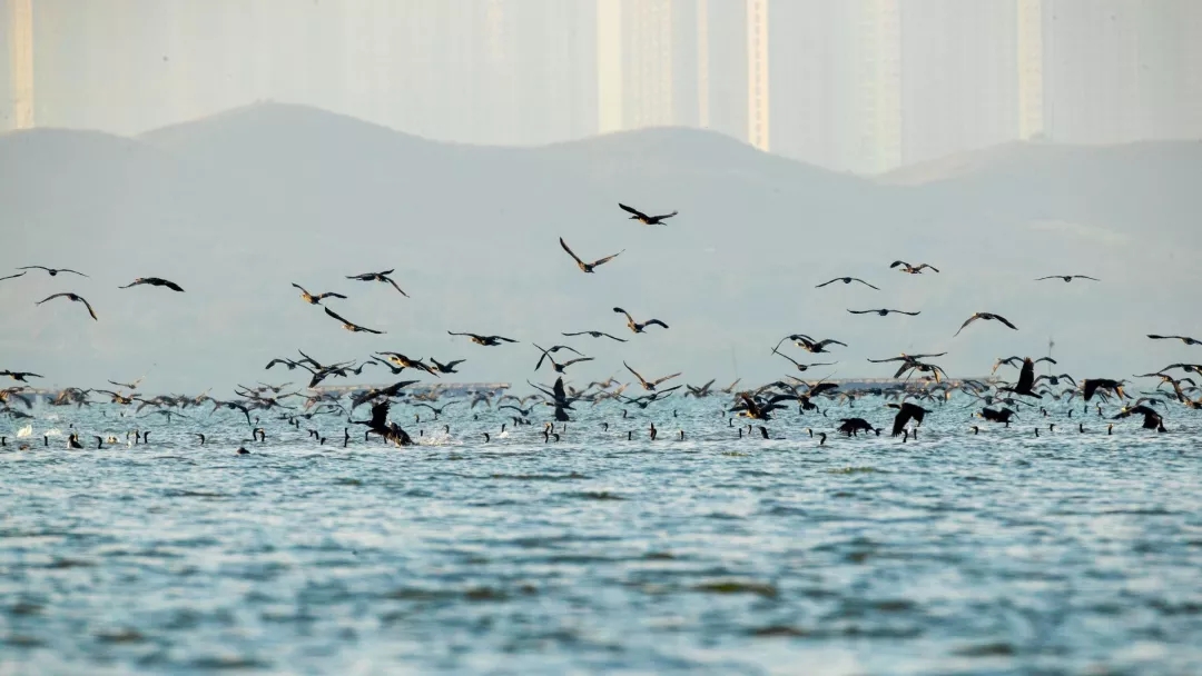又是一年候鸟季，深圳湾再迎“万鸟齐飞”！