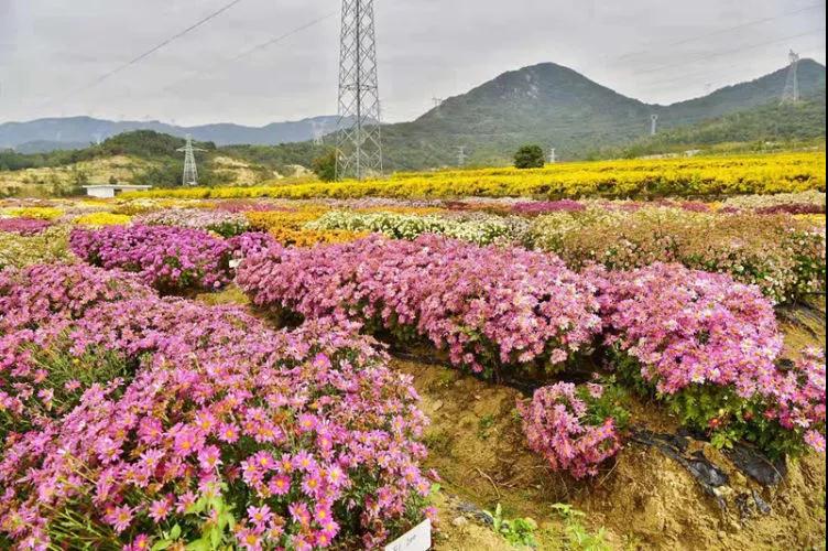 赏菊不用扎堆去东湖公园啦~30万株彩菊，在这里等你来赏！