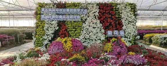 赏菊不用扎堆去东湖公园啦~30万株彩菊，在这里等你来赏！