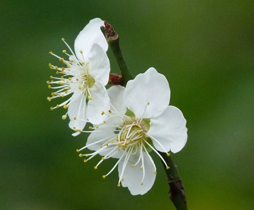 【深圳1月花历】朱缨茶花落羽杉，新年一起去游园！