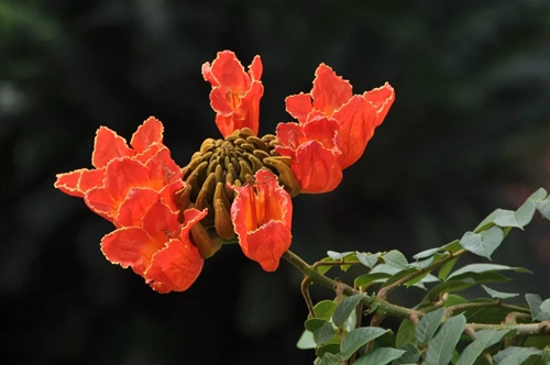 【深圳1月花历】朱缨茶花落羽杉，新年一起去游园！