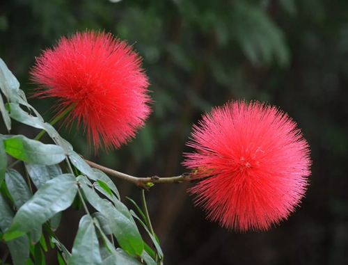 【深圳1月花历】朱缨茶花落羽杉，新年一起去游园！