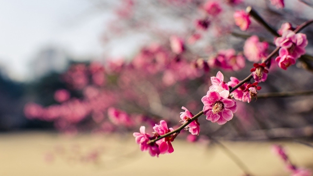 【深圳1月花历】朱缨茶花落羽杉，新年一起去游园！