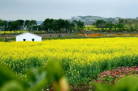 春节来这里，打卡中国最早开的油菜花花海~