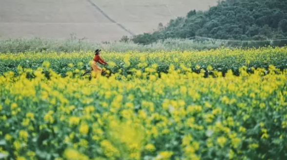 春节来这里，打卡中国最早开的油菜花花海~