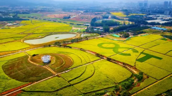 春节来这里，打卡中国最早开的油菜花花海~