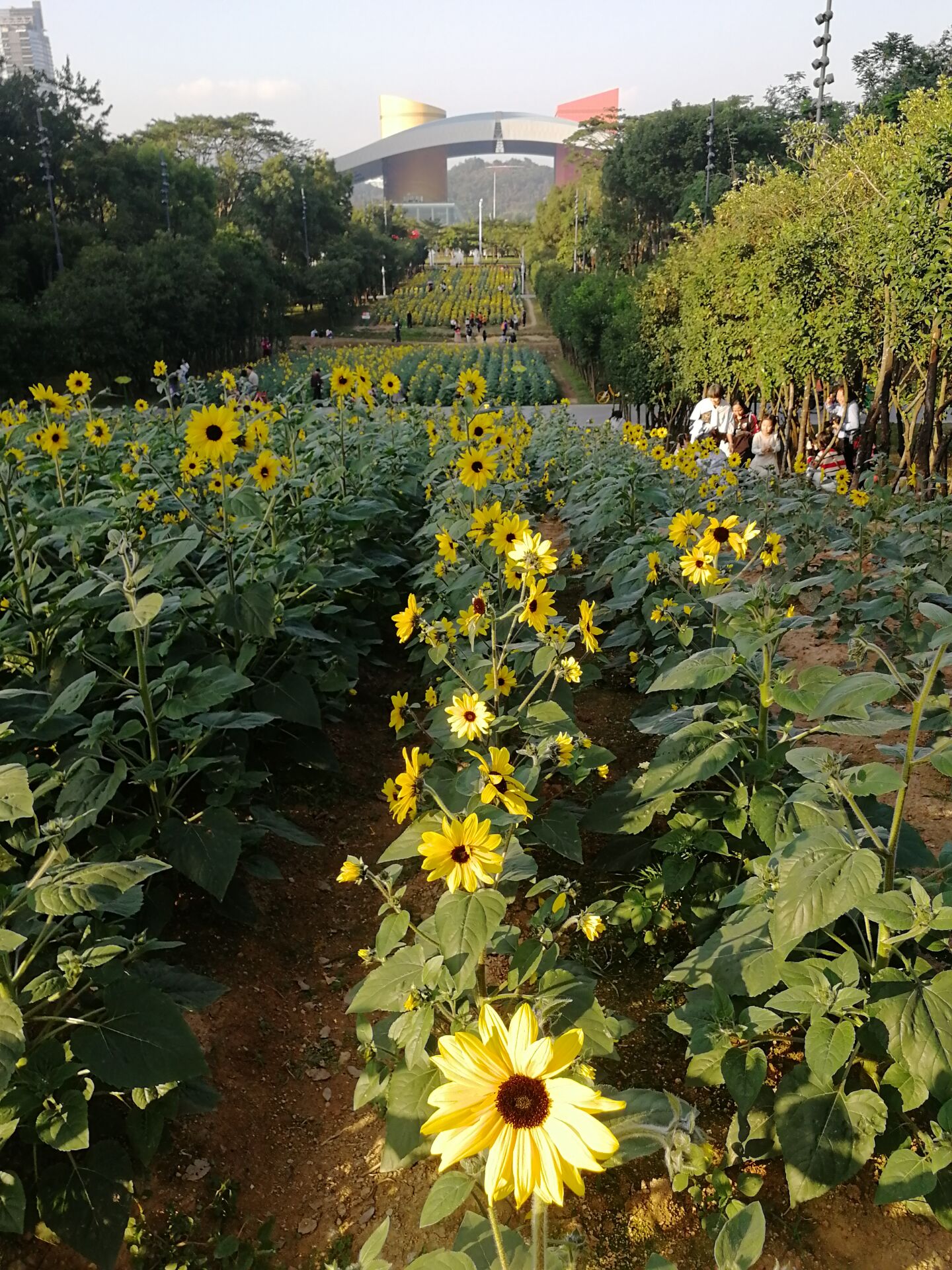 市民中心的“市民花田”重现花海，周末打卡走起~~