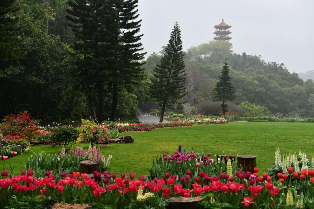 深圳仙湖植物园恢复开园，需提前线上购票，每天限额入园
