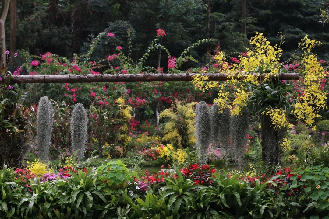 深圳仙湖植物园恢复开园，需提前线上购票，每天限额入园