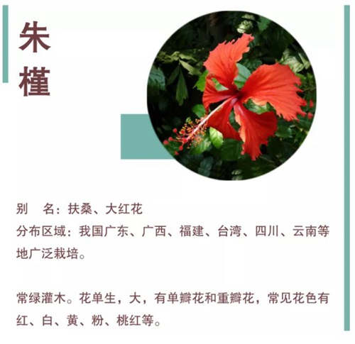 【深圳四月花历】最美人间四月天，繁花共赏