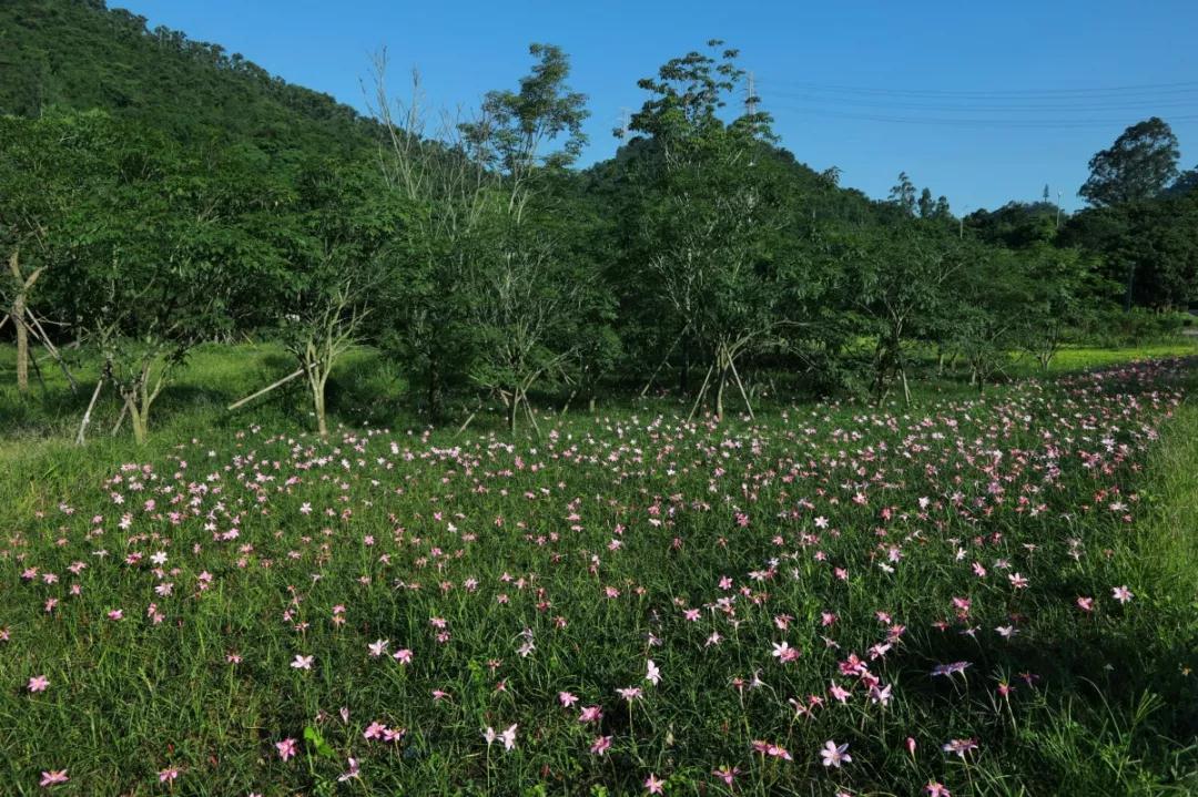 “淘金山绿道”背靠山麓，俯瞰深圳水库，还有绝美的驿站+智能出行~