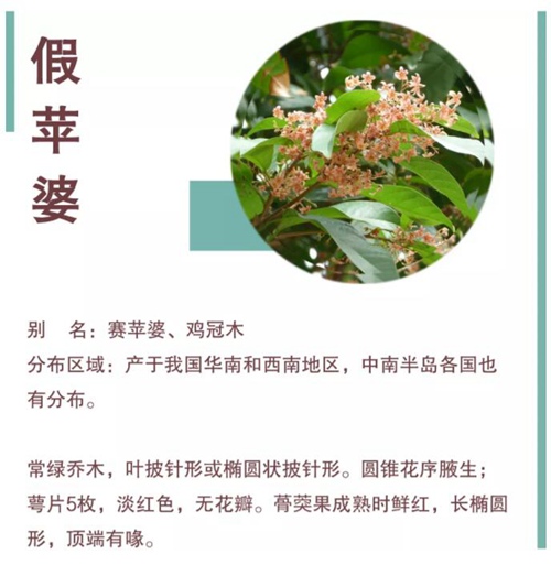 【深圳四月花历】最美人间四月天，繁花共赏