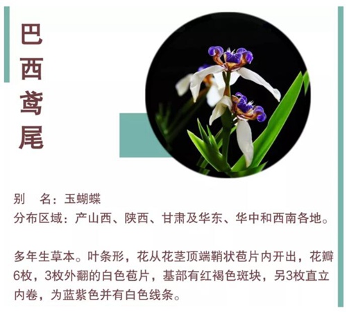 【深圳四月花历】最美人间四月天，繁花共赏