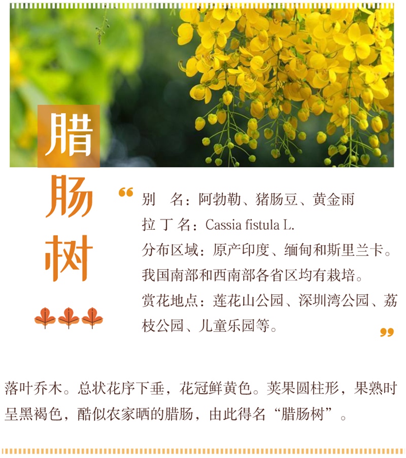 夏花初放，绿荫如海，五月深圳的公园，带来夏日的味道！