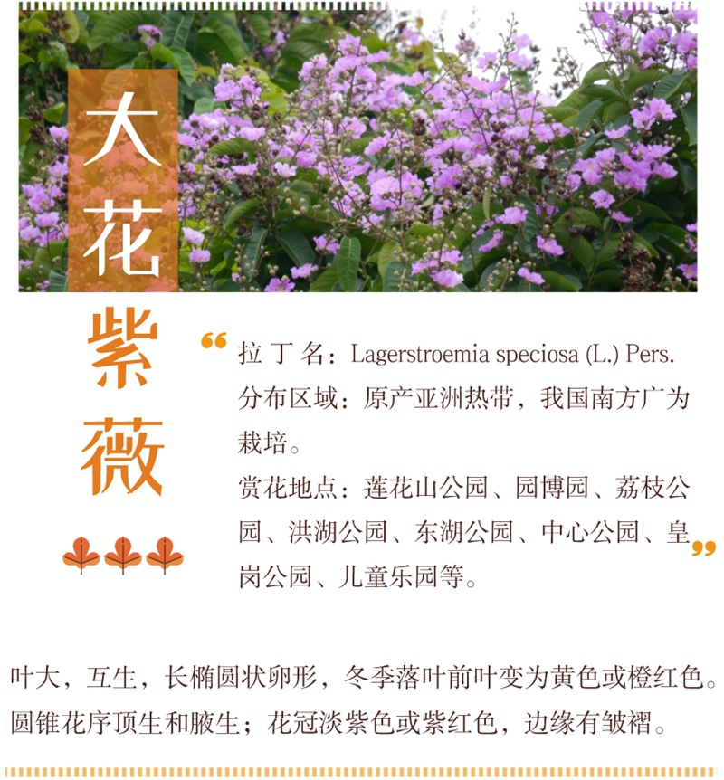 夏花初放，绿荫如海，五月深圳的公园，带来夏日的味道！