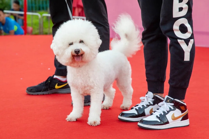 【深圳爱犬日】本周五来罗湖这里玩，大奖等你拿！