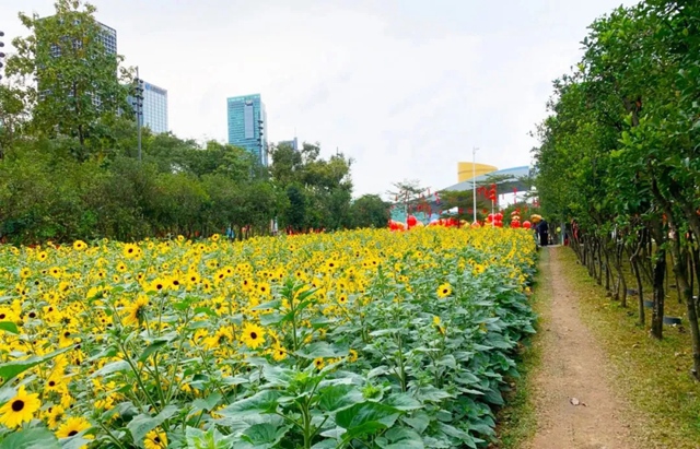 【活动报名】市民中心花田手作步道，邀你一起用双手建造自然之路！