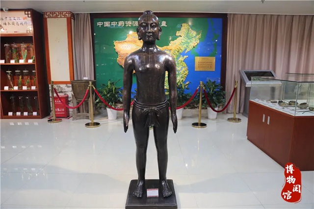 【免费参观】龙岗这个地方竟藏了“美人鱼”骨头、近百斤野生灵芝...