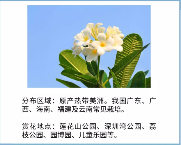 【七月花历】花繁叶茂的仲夏，美好正在发生......