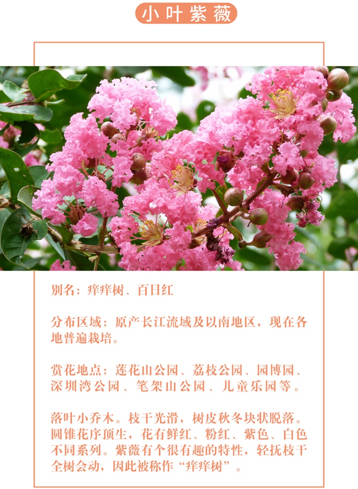 【深圳八月花历】8月“暑”不尽，花开依旧红