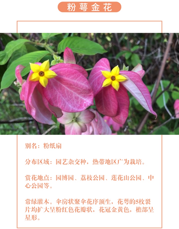 【深圳八月花历】8月“暑”不尽，花开依旧红