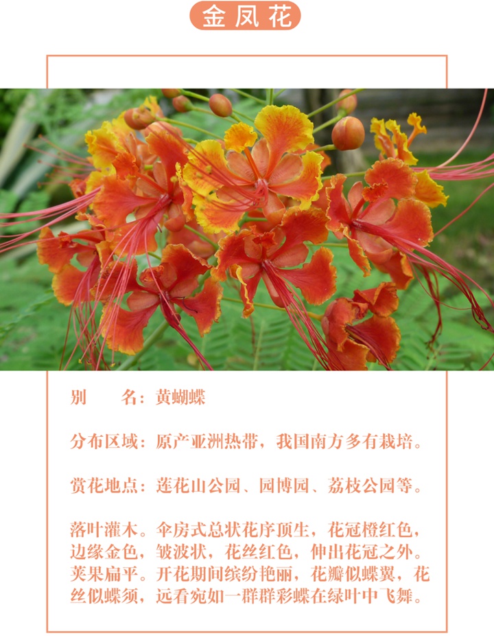 【深圳八月花历】8月“暑”不尽，花开依旧红