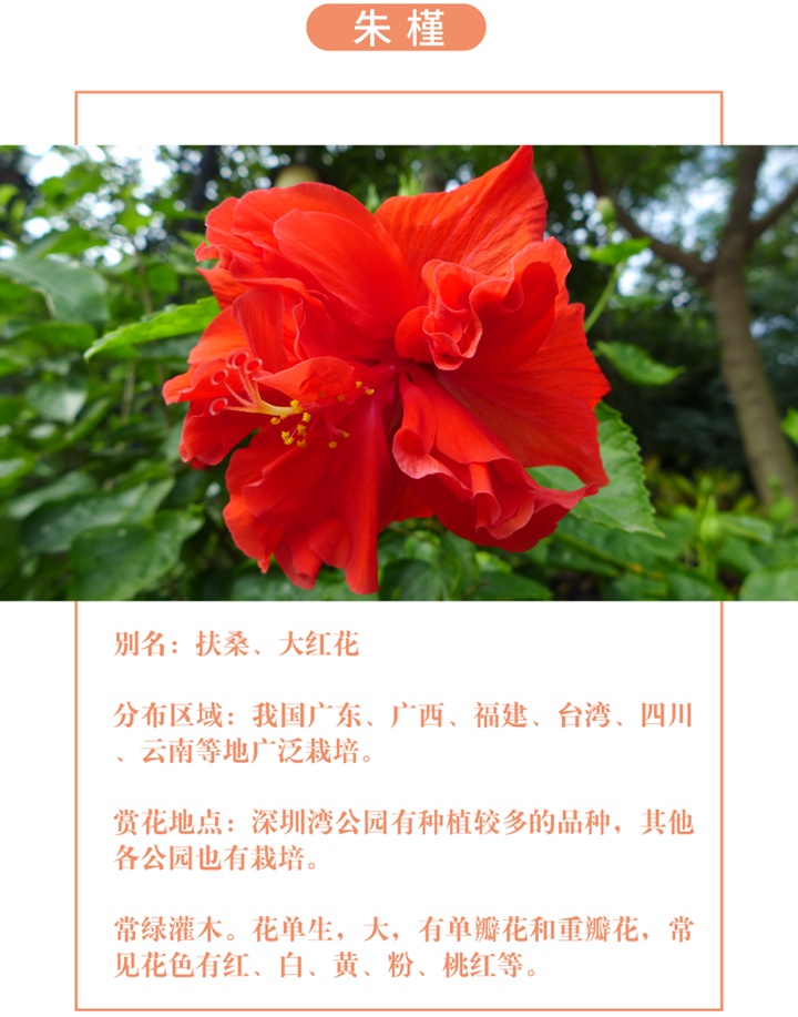 【深圳八月花历】8月“暑”不尽，花开依旧红