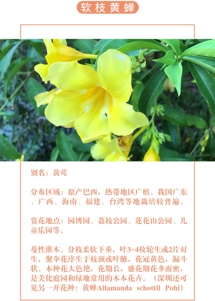 【深圳八月花历】8月“暑”不尽，花开依旧红