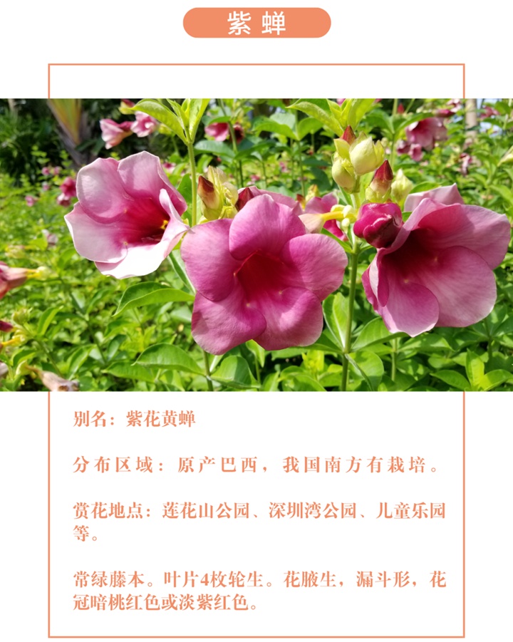 【深圳八月花历】8月“暑”不尽，花开依旧红