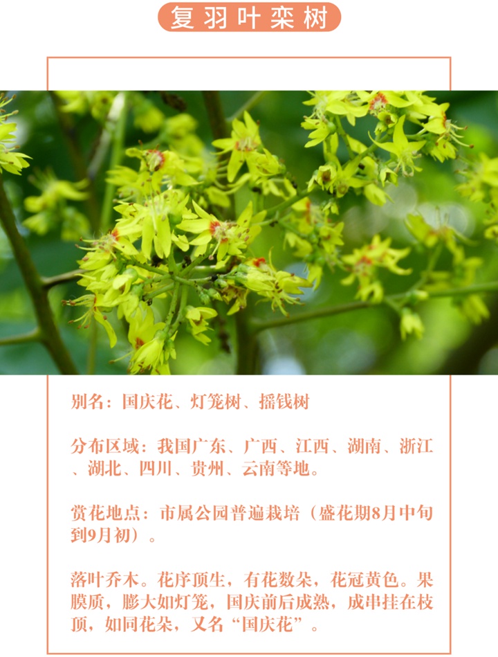 【深圳八月花历】8月“暑”不尽，花开依旧红