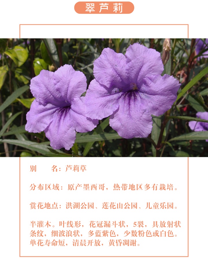 【深圳八月花历】8月“暑”不尽，花开依旧红