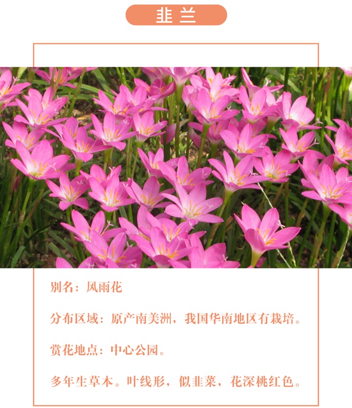 【深圳八月花历】8月“暑”不尽，花开依旧红