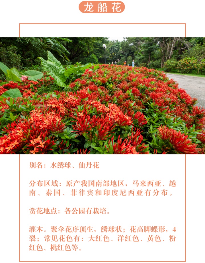 【深圳八月花历】8月“暑”不尽，花开依旧红