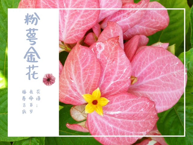 【深圳九月花历】金秋九月，公园花犹繁，一起赏花可好？