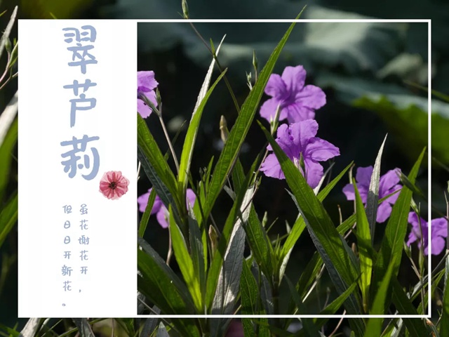 【深圳九月花历】金秋九月，公园花犹繁，一起赏花可好？