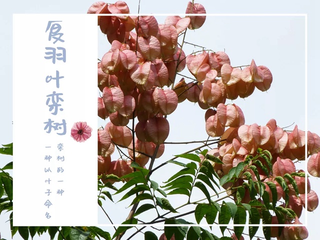 【深圳九月花历】金秋九月，公园花犹繁，一起赏花可好？