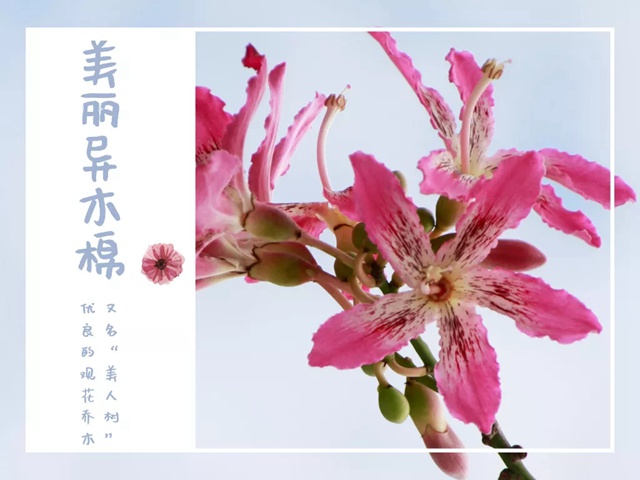 【深圳九月花历】金秋九月，公园花犹繁，一起赏花可好？