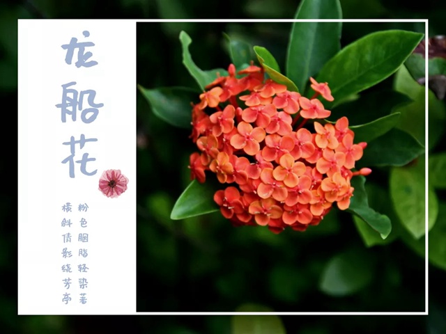 深圳九月花历 | 秋日的风偷恋花的香气，九月的花又住进谁的心里