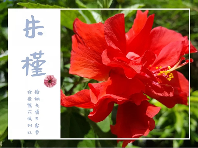 【深圳九月花历】金秋九月，公园花犹繁，一起赏花可好？