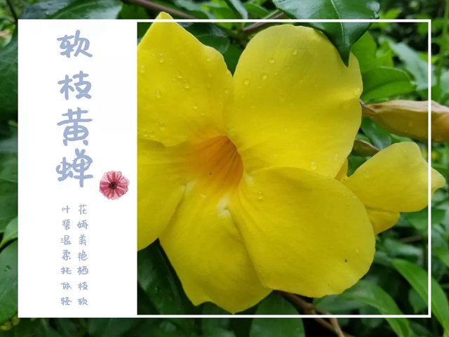 深圳九月花历 | 秋日的风偷恋花的香气，九月的花又住进谁的心里