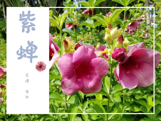 【深圳九月花历】金秋九月，公园花犹繁，一起赏花可好？