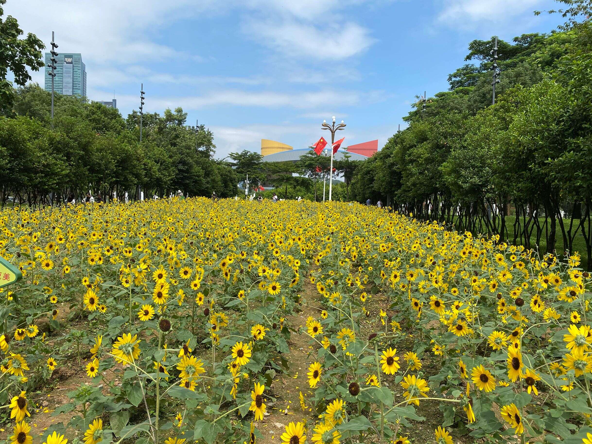 市民中心的“市民花田”，向日葵已成花海，周末打卡走起~~