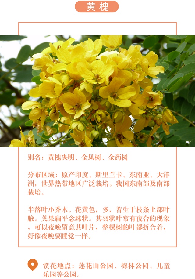 【深圳十一月花历】金秋花开馥郁香，蜂飞蝶舞人陶醉~