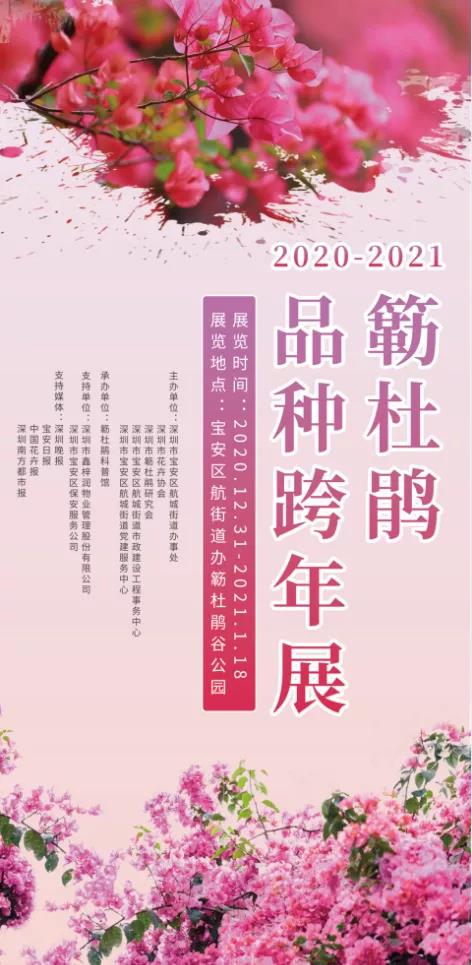 18种簕杜鹃“亮相”簕杜鹃谷公园，冬天赏花，走起！"