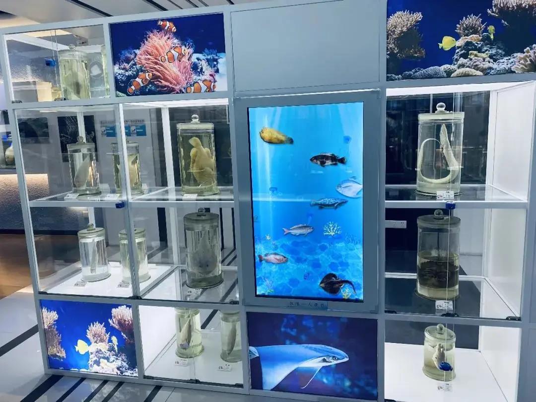 【免費(fèi)入館】超多新花樣！來蛇口海洋科普館一起探索海洋的秘密！