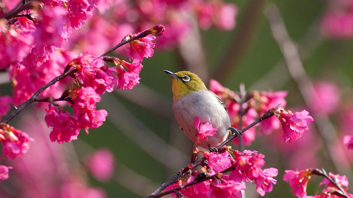 仙湖植物园500多株樱花绽放，花开成海！